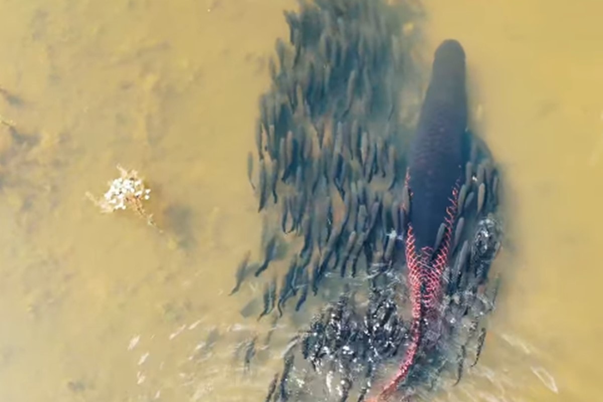 Casal de peixes protege filhotes durante travessia de rio em MT