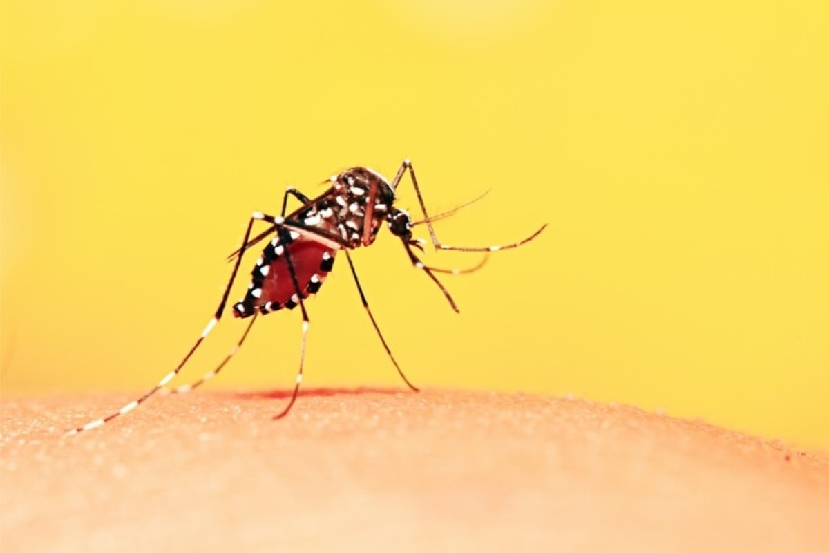 Governo de SP convoca vacinação após 3° morte por febre amarela no ano