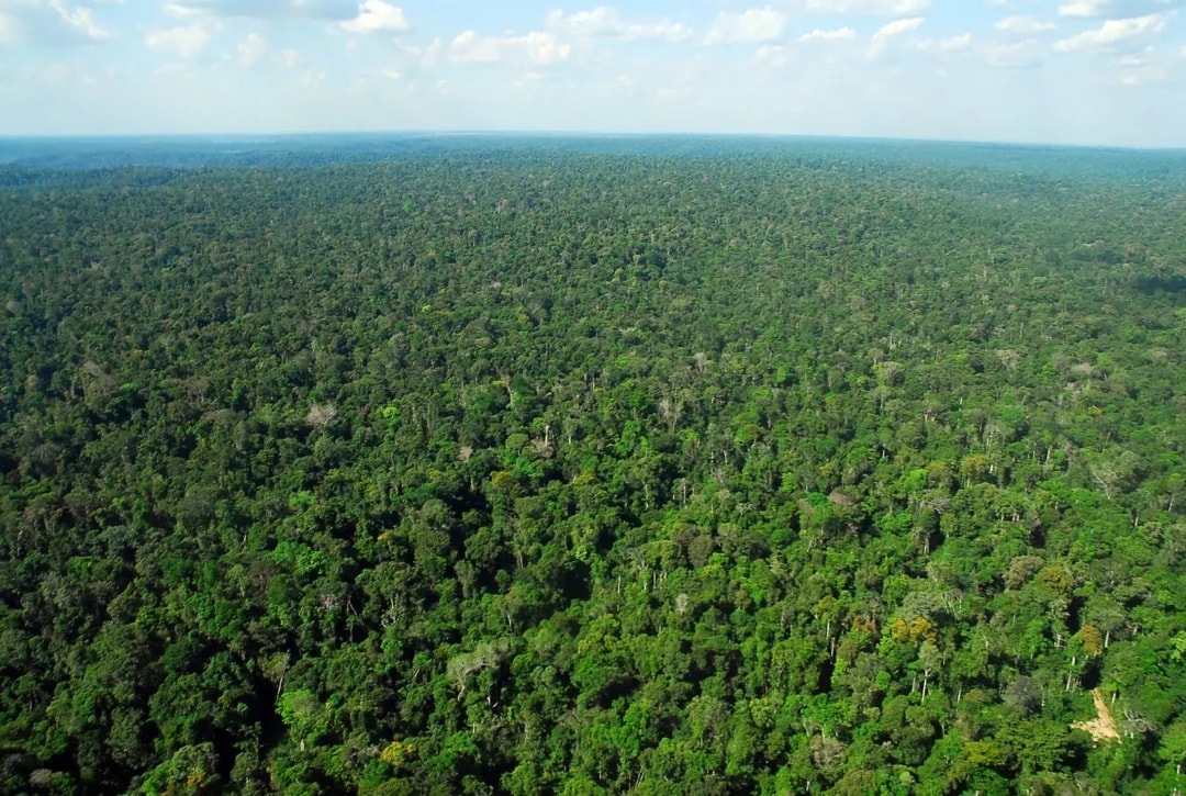 BNDES aprova e Amazônia terá R$ 250 milhões do Fundo Clima para recuperação de 4 mil hectares