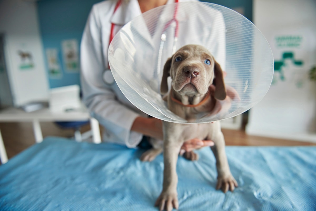 Castração: 6 dicas para entender o que muda no comportamento dos pets