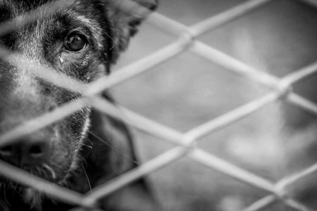 Maus-tratos a animais: saiba como denunciar em Porto Velho e ajudar a salvar vidas