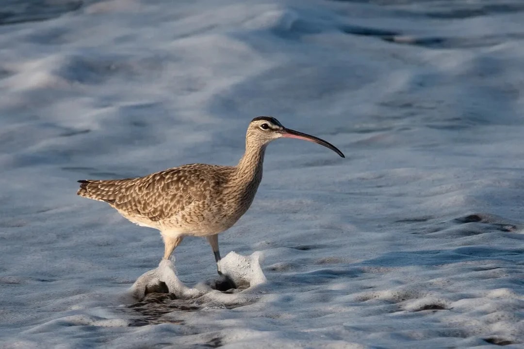 Pesquisador do IPAM revela que espécies migratórias exige ações de escala internacional