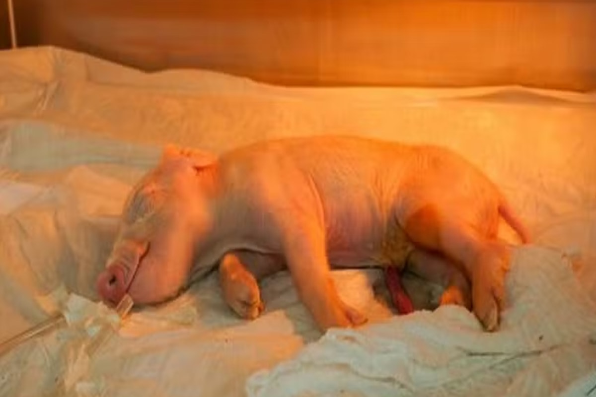 Brasil cria 1º porco clonado para transplante de órgãos humanos