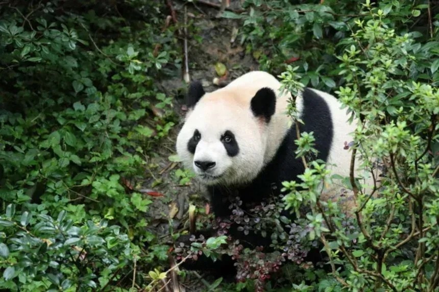 Vídeo: Zoológico dos EUA divulga imagens de pandas enviados pela China