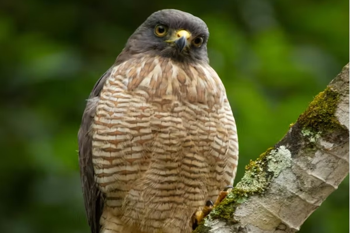 Devolver animais silvestres à floresta é estratégia de conservação