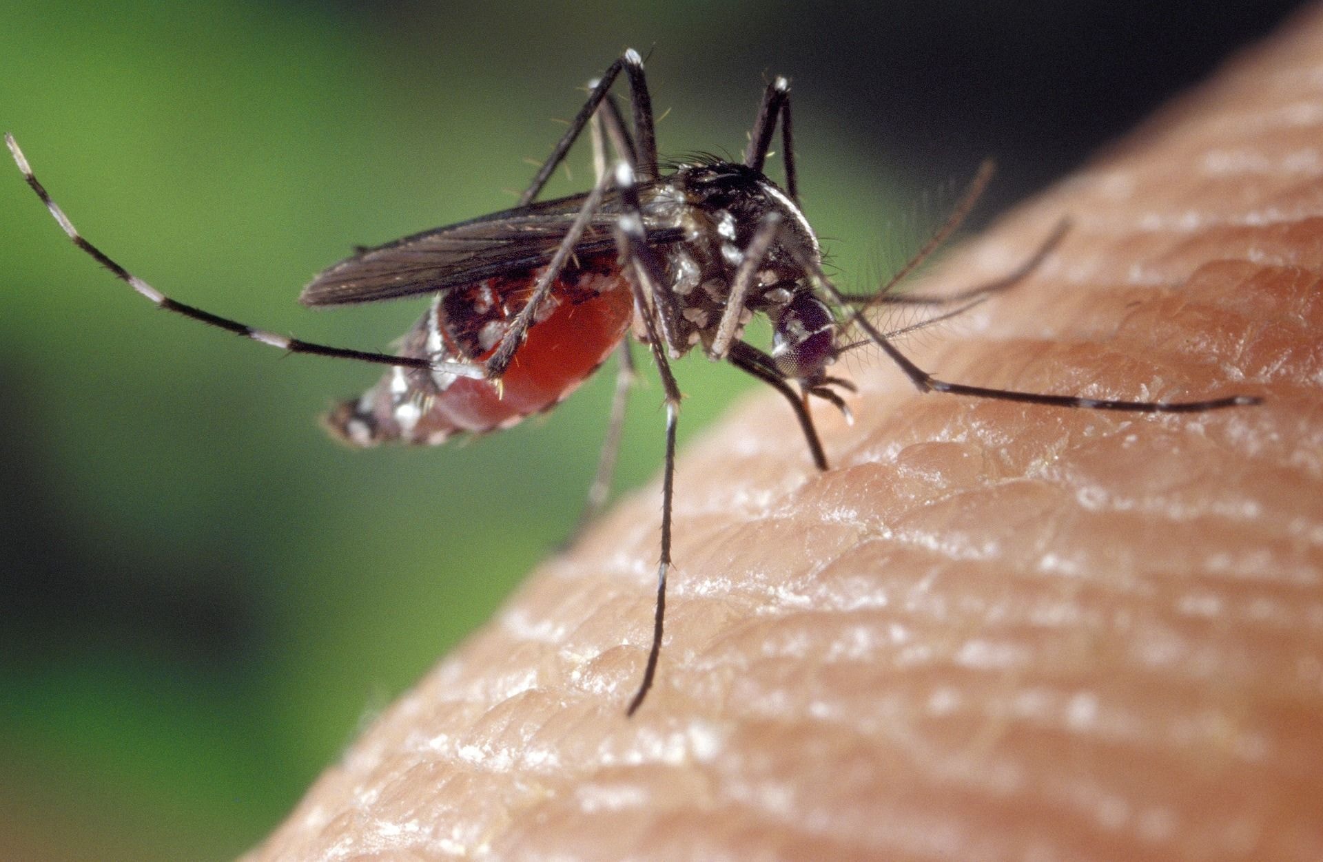 Dengue em SP: estado tem mais de 58 mil casos e 42 mortes em 2026