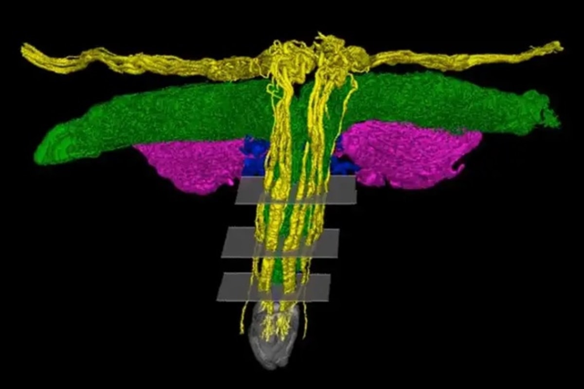 Pesquisa em modelo 3D revela a complexa rede de nervos do clitóris