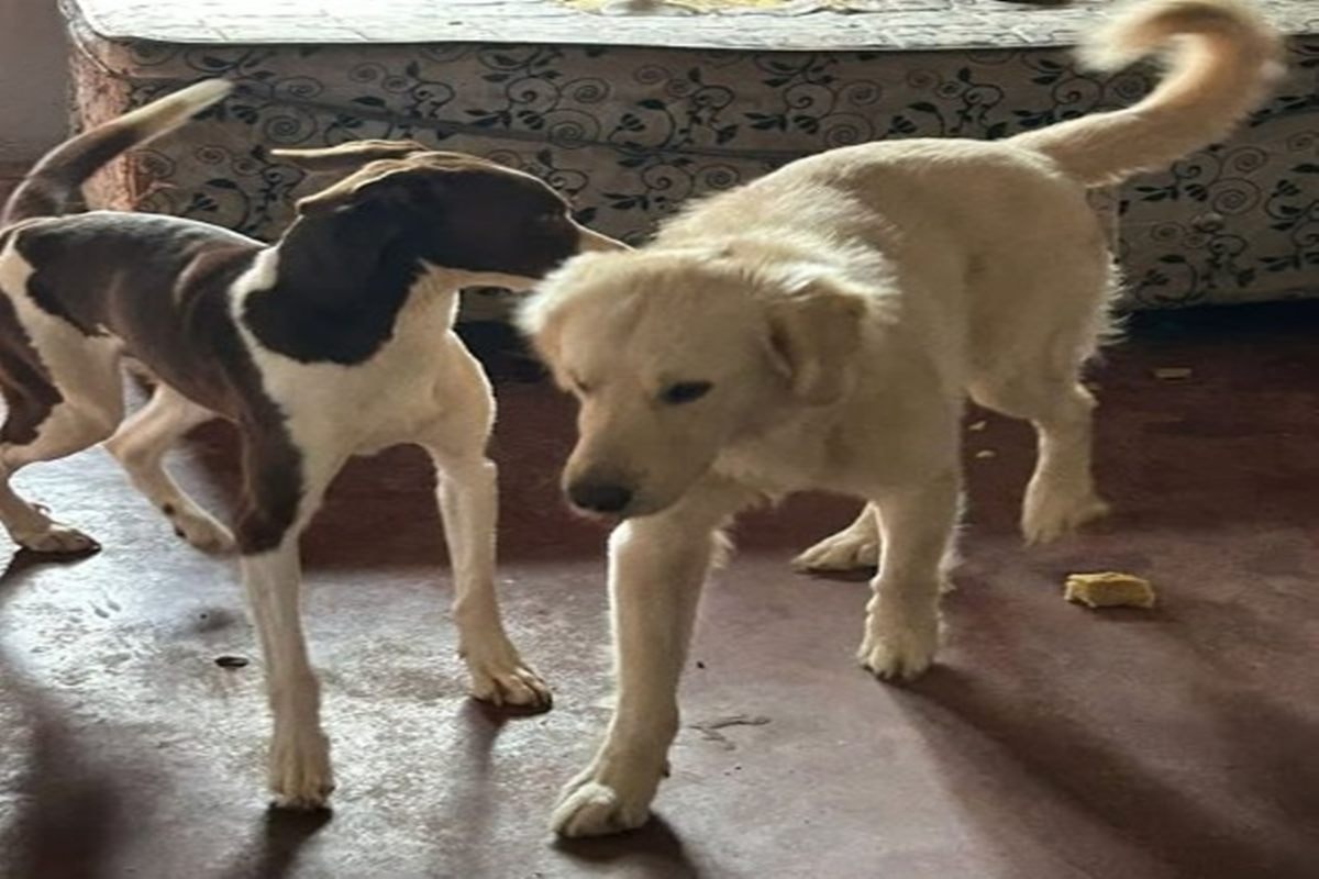 Polícia de Goiás resgata cães abandonados há 10 dias em casa. Veja vídeo