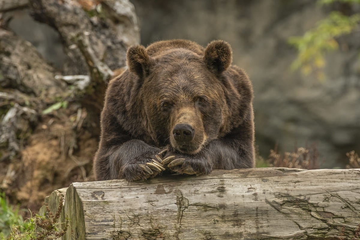 Urso-pardo bloqueia trilha e deixa 4 alpinistas presos em montanha