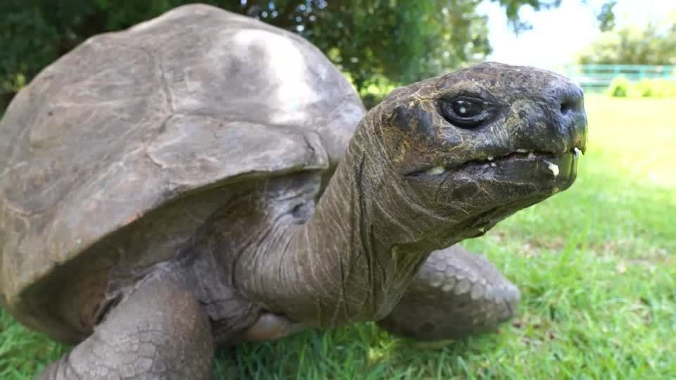 Homem na Índia fica mais de cinco horas com rosto coberto por abelhas