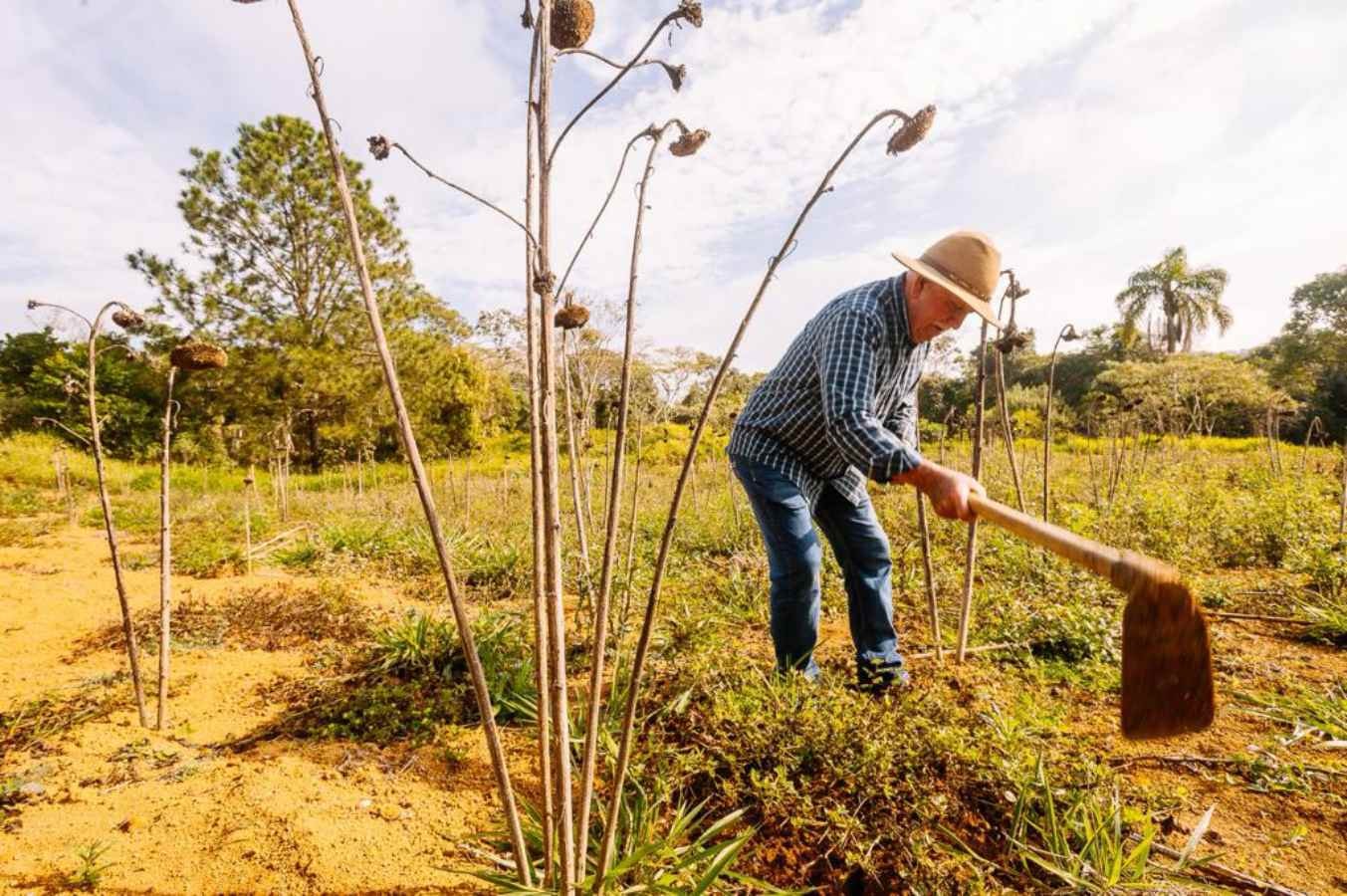 Fundo rural do DF é reestruturado com ampliação de linhas de crédito