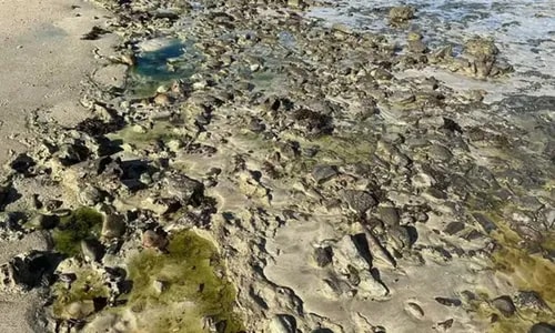 Pescadores cobram ações após contaminação da praia de São Tomé