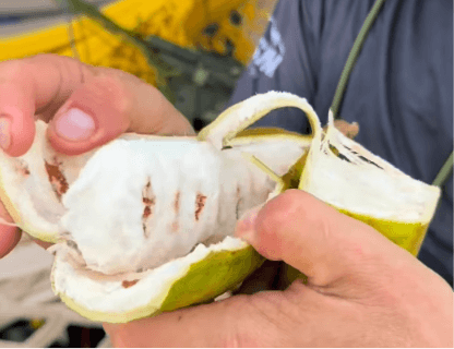 Algodão-doce da Amazônia? Conheça o ingá-açu e seus benefícios para a saúde
