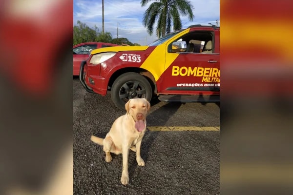 Cão bombeiro Fênix morre em Goiás após anos de missões no Brasil