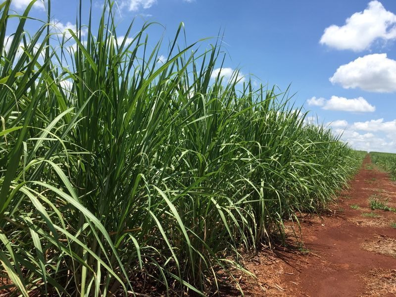 Grupo Maringá investe R$ 120 milhões em geração de energia com biomassa