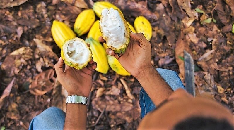 Seis produtores rondonienses estão entre os 20 finalistas do Concurso Nacional de Cacau
