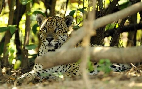 Unidades do ICMBio reforçam importância da preservação de animais silvestres