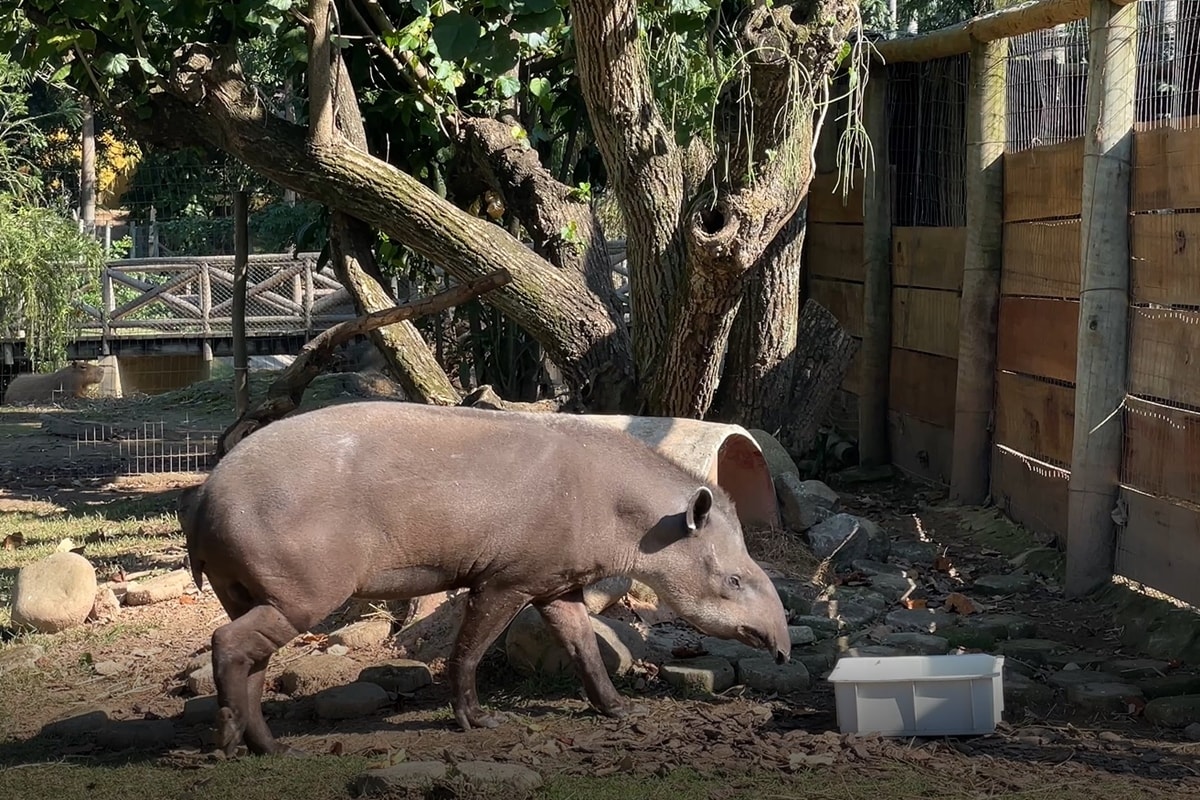 Zoo recebe anta de 15 anos; espécie está ameaçada de extinção