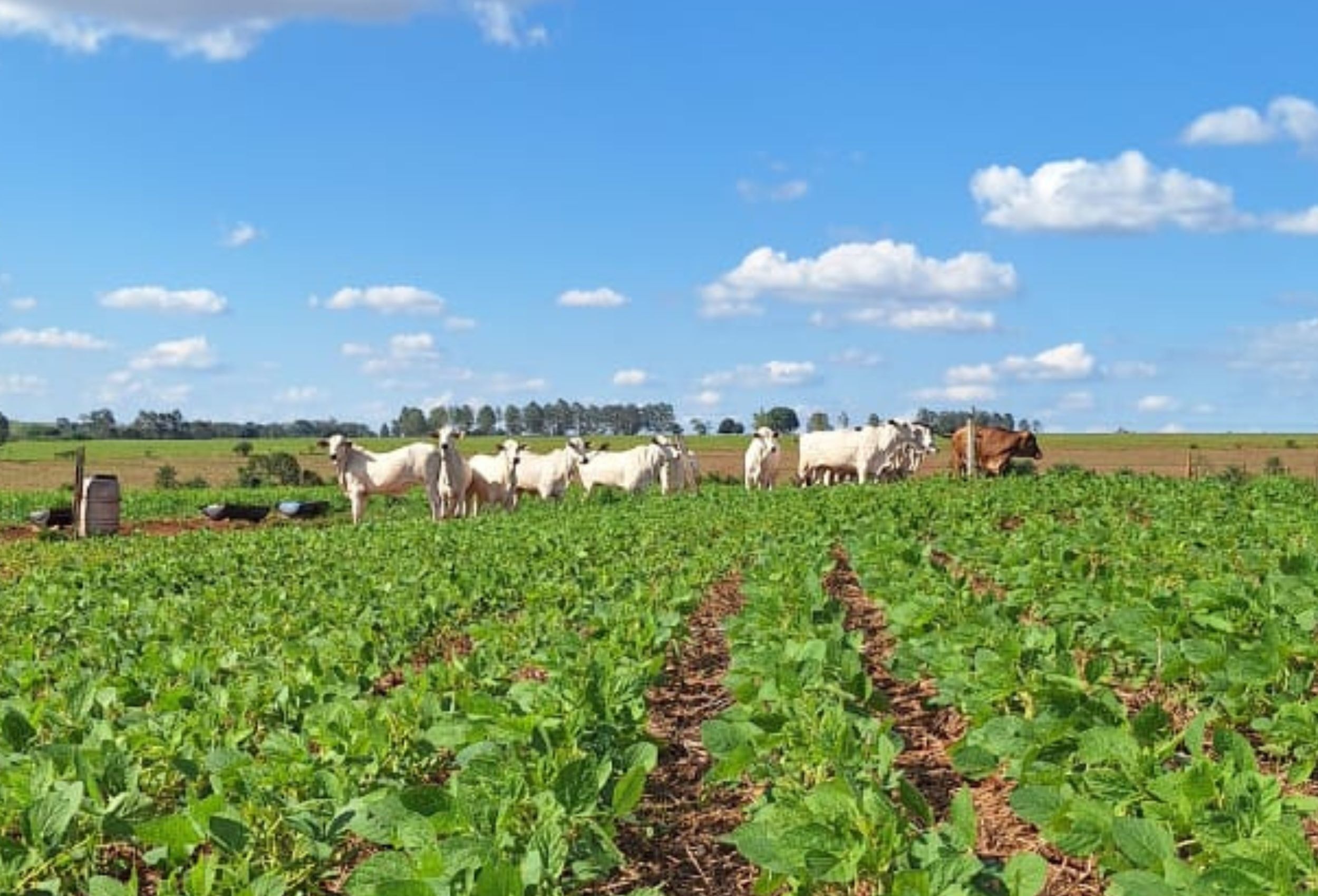 Agro pode gerar R$ 314 milhões em créditos de carbono até 2035, diz estudo