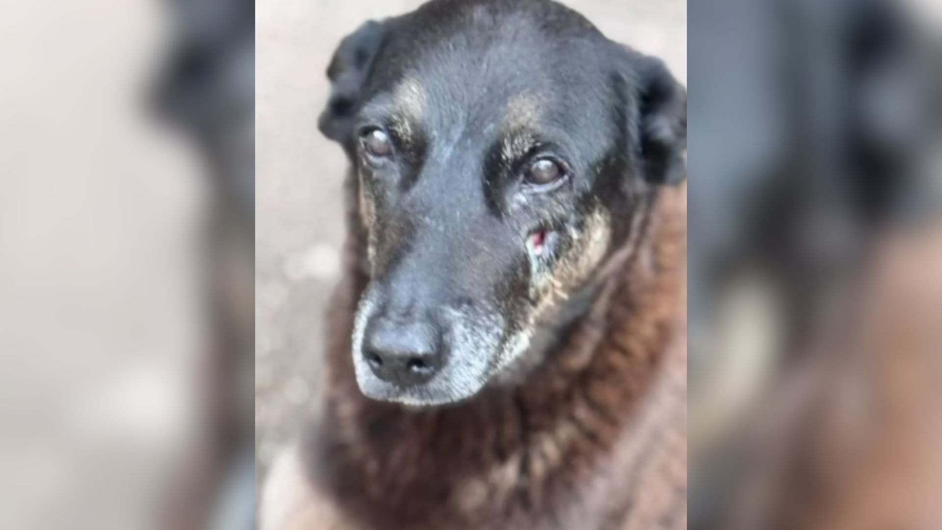 Do indiciamento ao arquivamento: veja linha do tempo do caso Cão Orelha