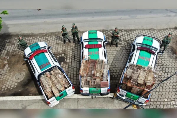 PMMG apreende 71 canários-da-terra vivos e 4 mortos em Teófilo Otoni