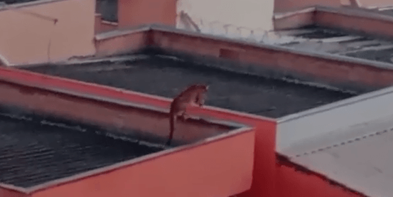 Criança atacada por onça em trilha passa por cirurgia em Brasília (DF)