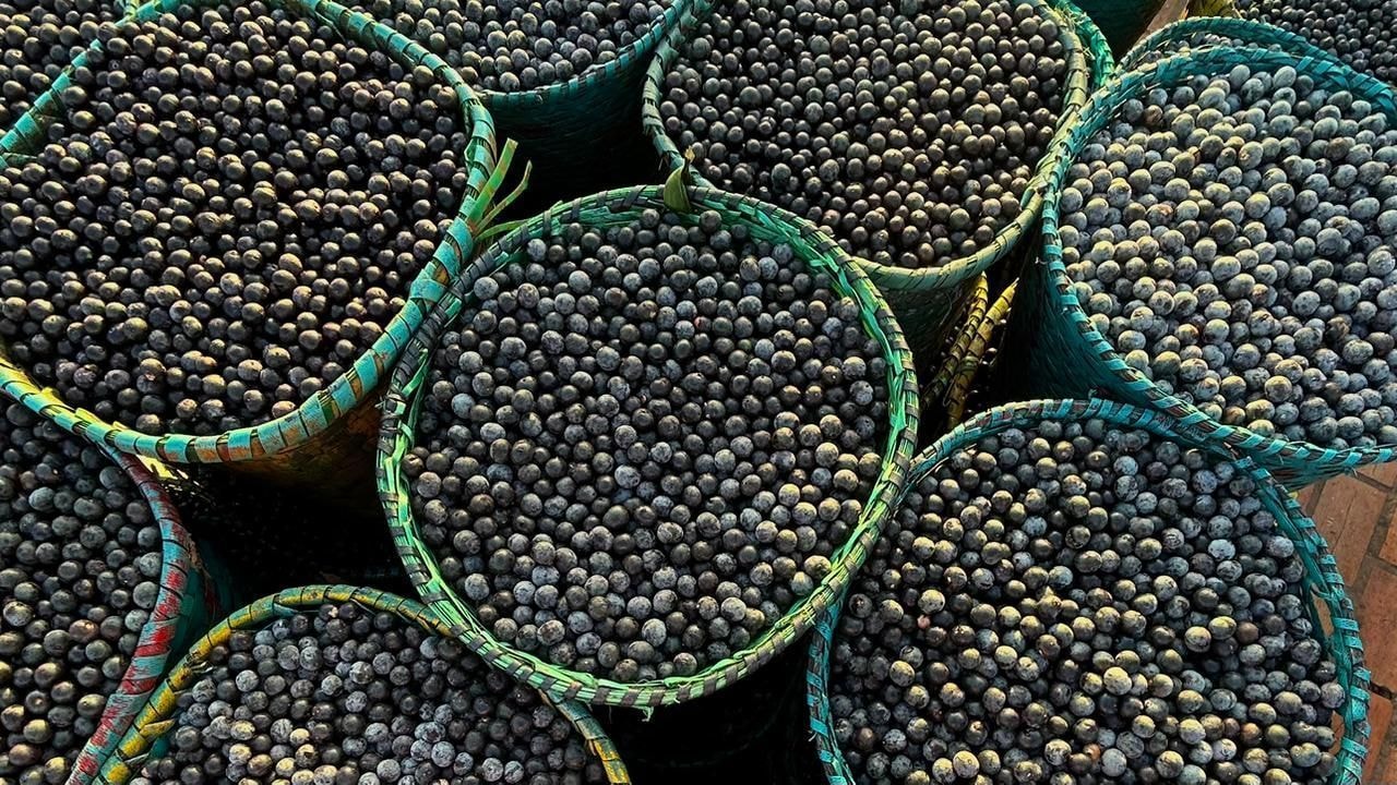 Vida Veg expande atuação nacional e consolida portfólio plant-based