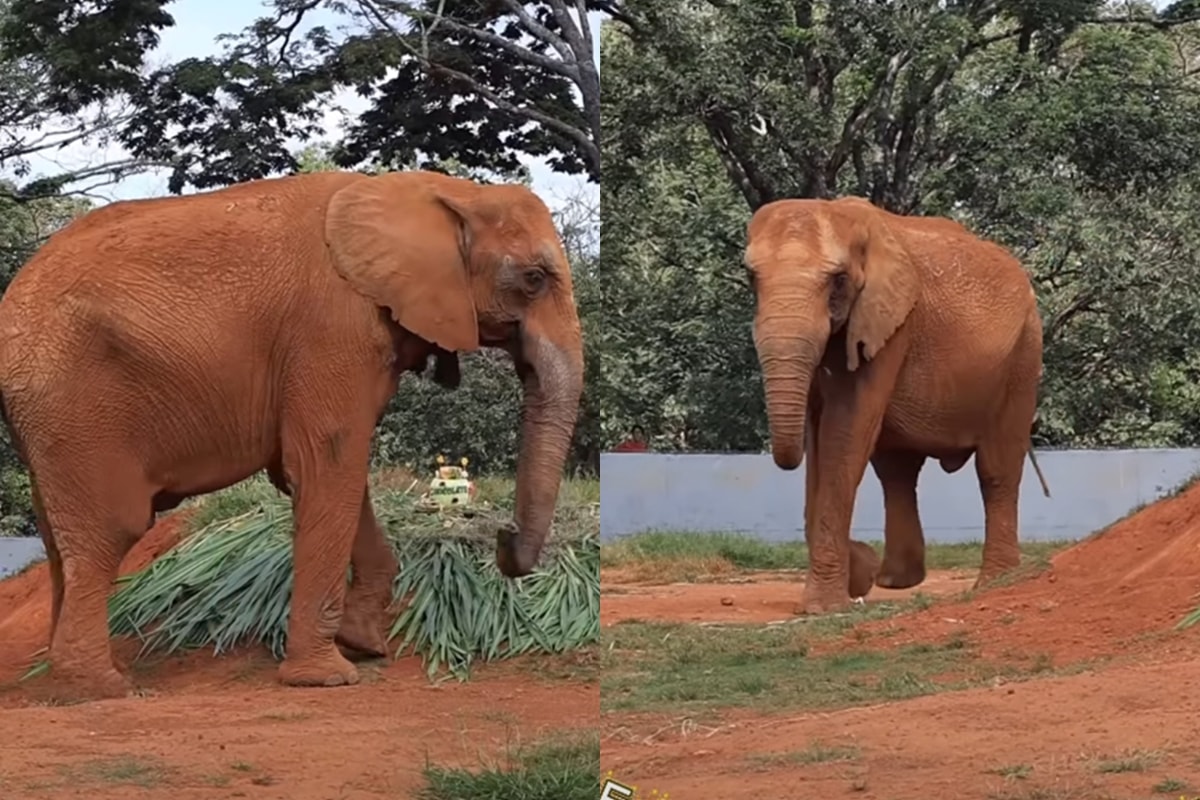 Elefante resgatado de circo completa 34 anos e ganha festa no zoológico