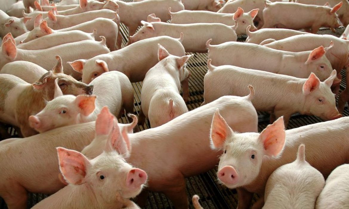 Lideranças da proteína animal defendem união para ampliar mercados globais