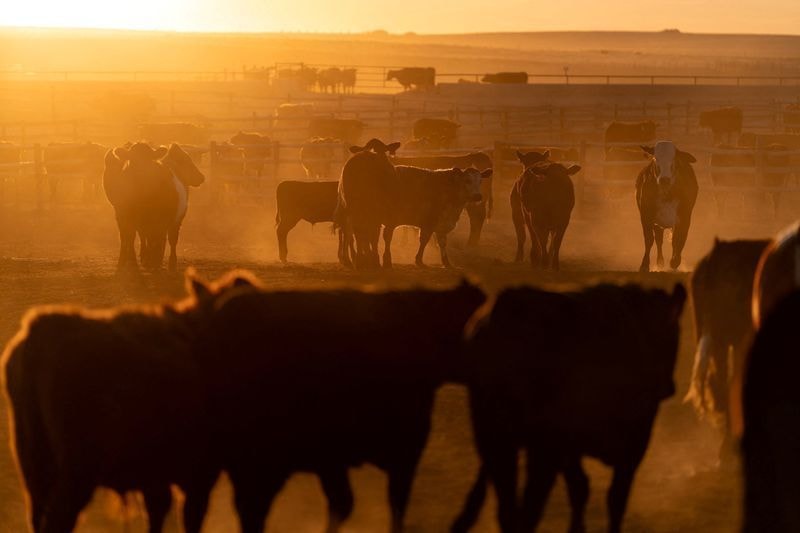 Ministério vê “vantagem significativa” para carne do Brasil nos EUA