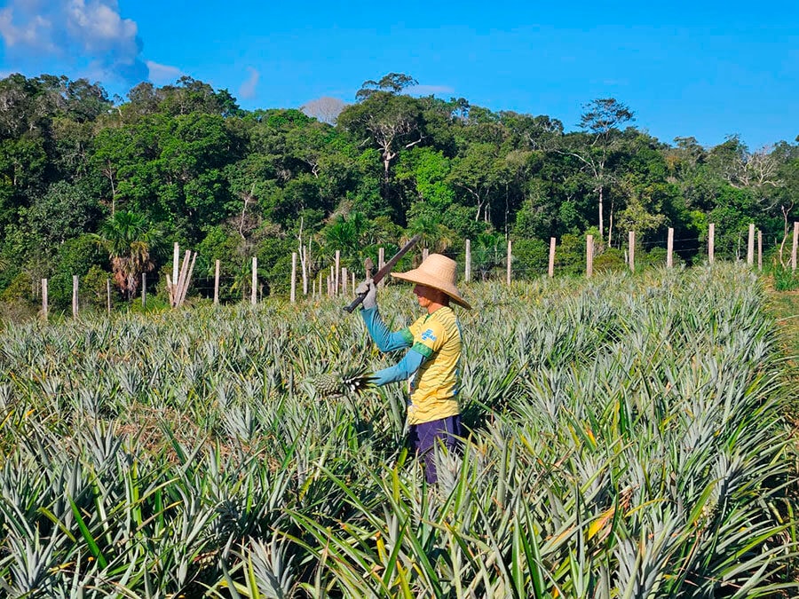 Embrapa atualiza orientações para cultivo de abacaxi no Amazonas
