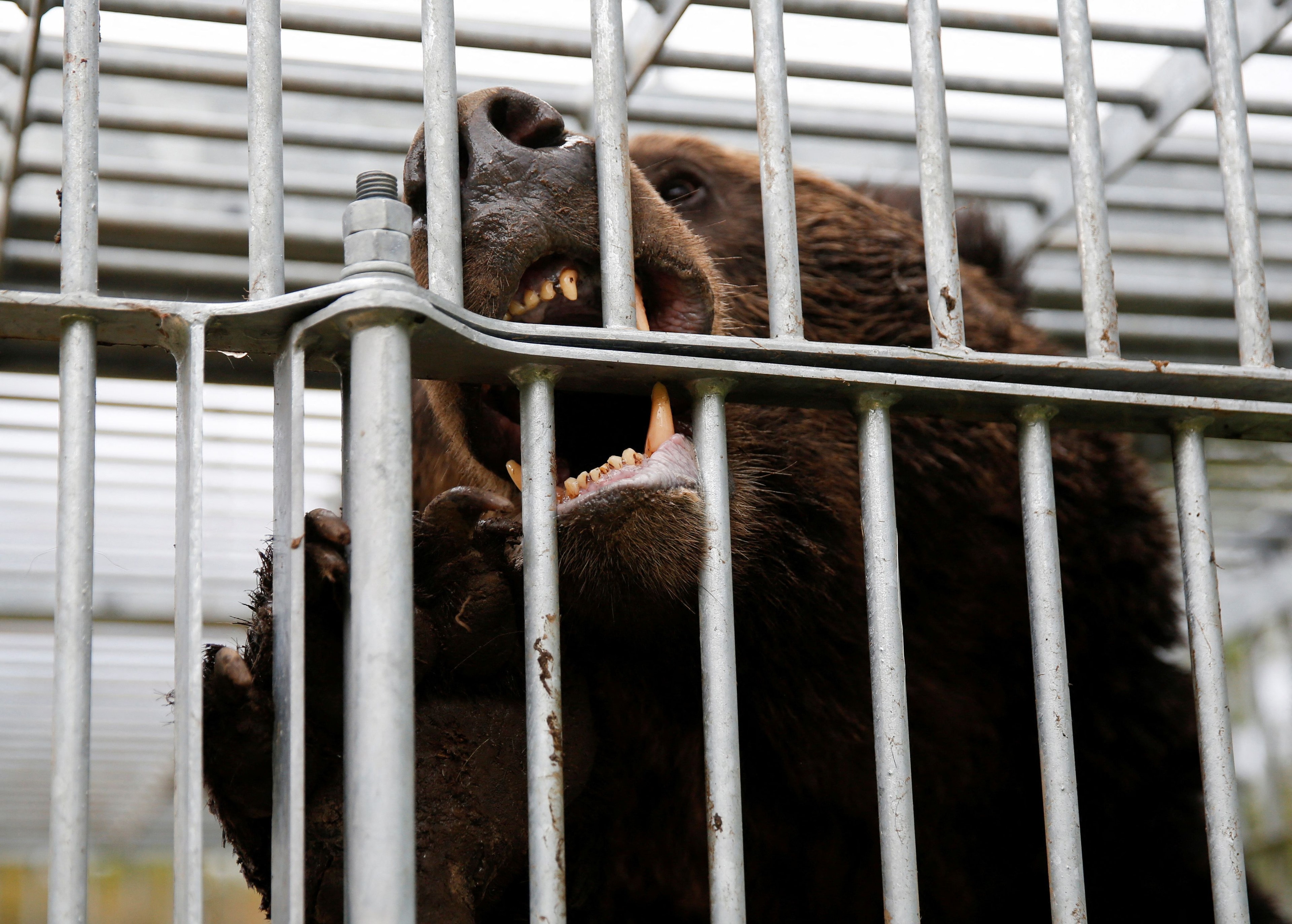 Urso é avistado no Japão e aulas são suspensas em 94 escolas