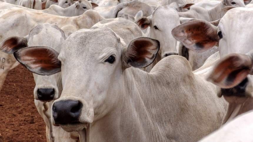 Preço da picanha em alta pode mudar debate eleitoral em 2026