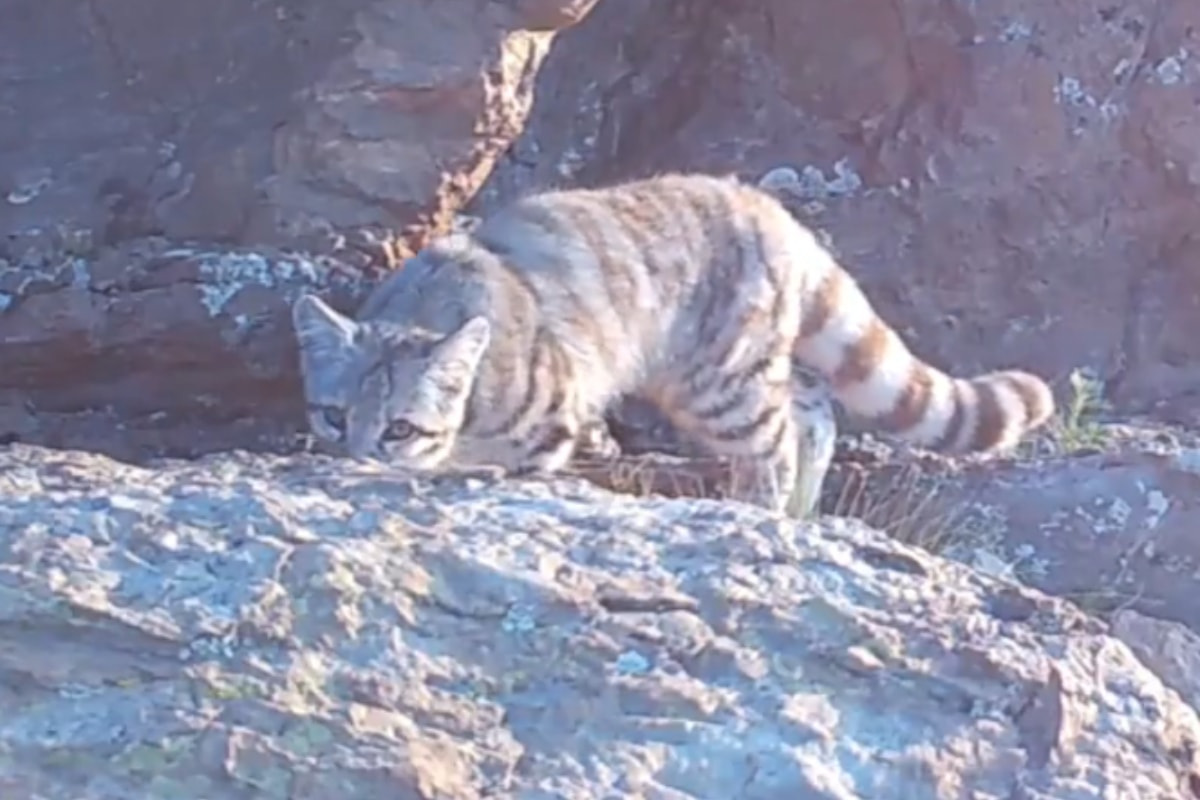 Espécie rara, gato-andino reaparece na Argentina após longo período