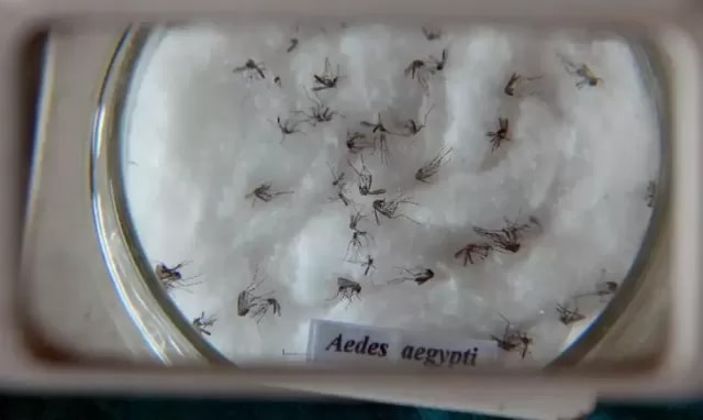 Mosquitos que ajudam a combater a dengue? Tecnologia inédita chega a Porto Velho