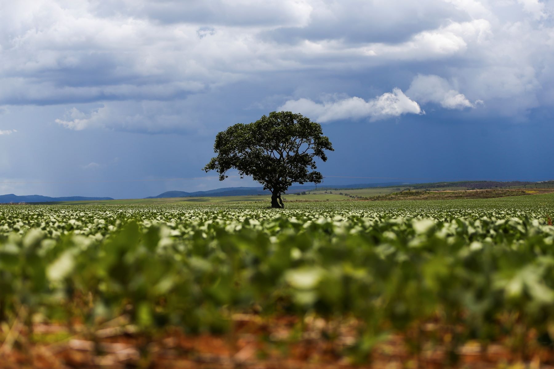 IFI inclui terra e energia em estimativa e vê economia acima do limite estrutural