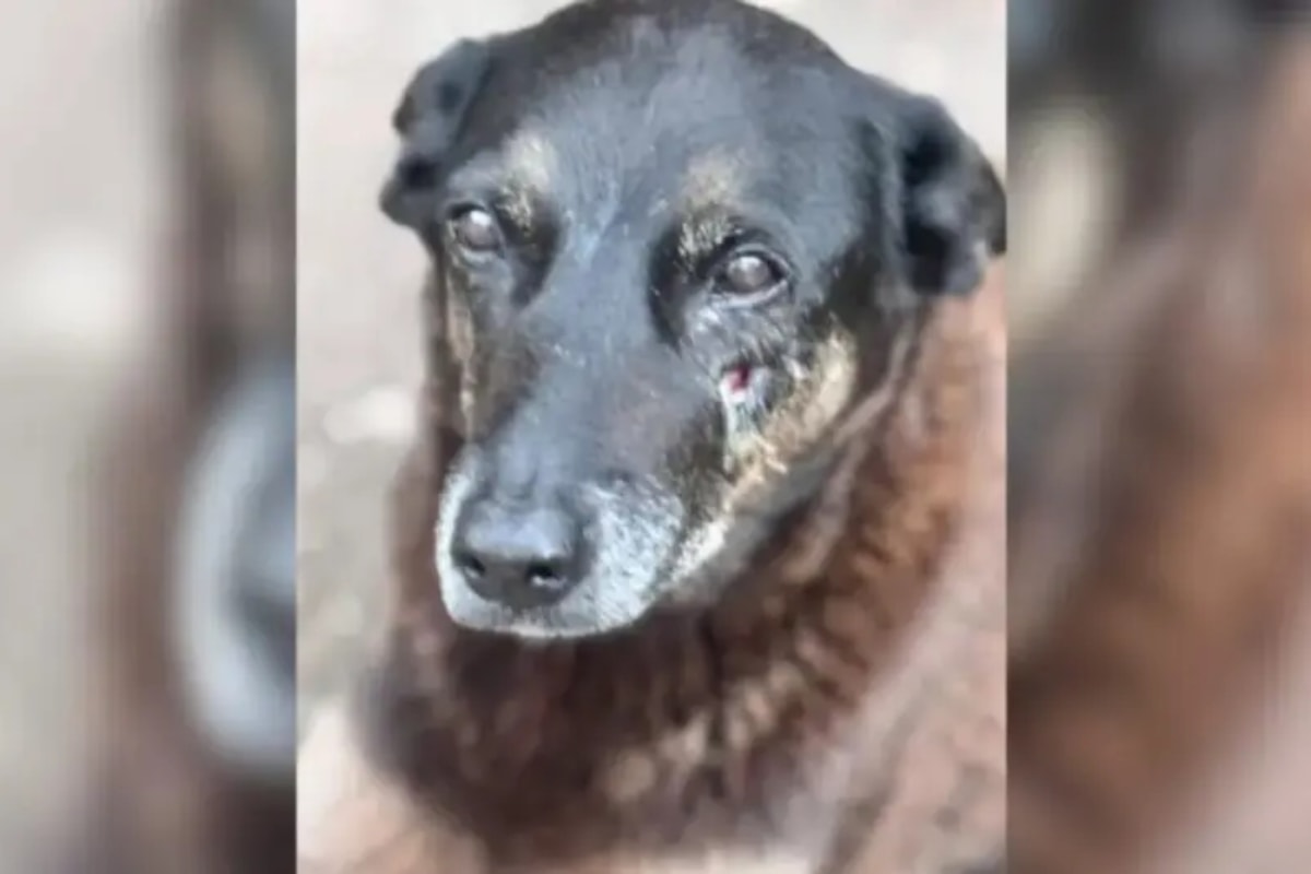 Investigação da morte do Cão Orelha é arquivada. O que acontece agora?
