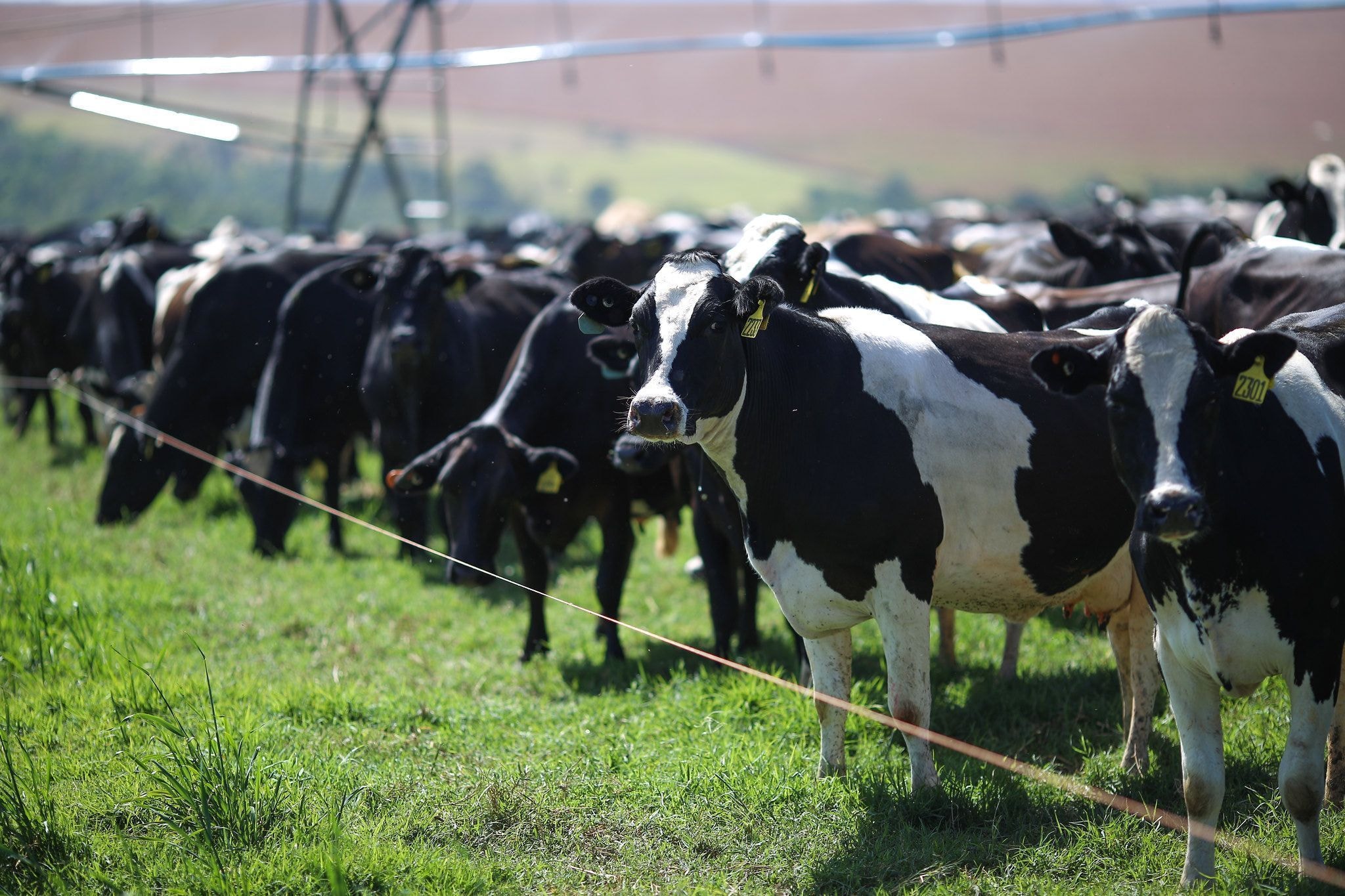 UE concorda com análise “proteína por proteína” de exportações brasileiras