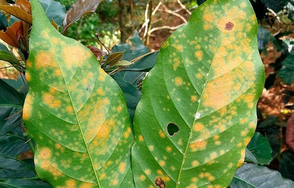 Cientistas da Amazônia identificam fungos com potencial para controlar a ferrugem do café