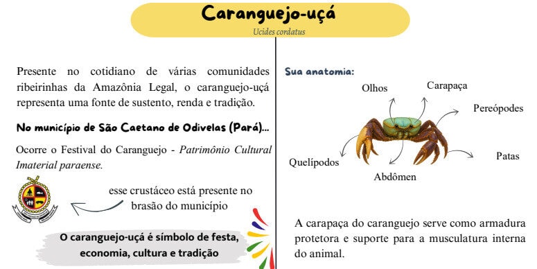 Livreto sobre caranguejo-uçá reforça importância do manguezal para preservação da espécie no litoral paraense
