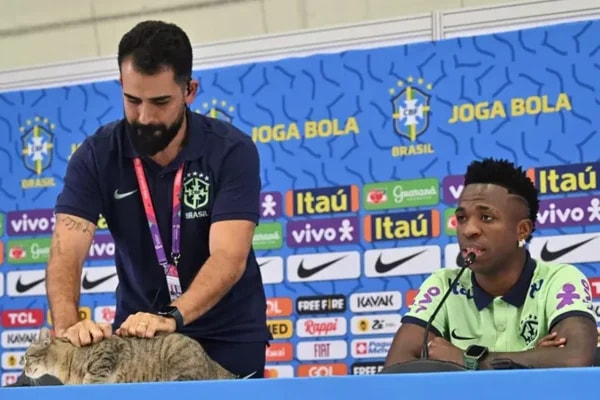 O que é a "maldição do gato" associada à eliminação do Brasil na Copa