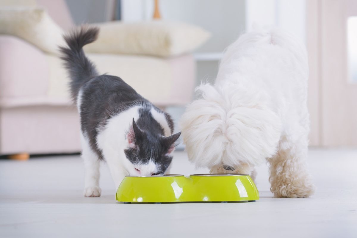 Nunes sanciona lei que proíbe acorrentamento de cães e gatos em SP