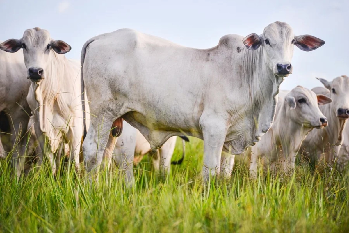 EUA diz que exportação de carne brasileira para China é "desleal"