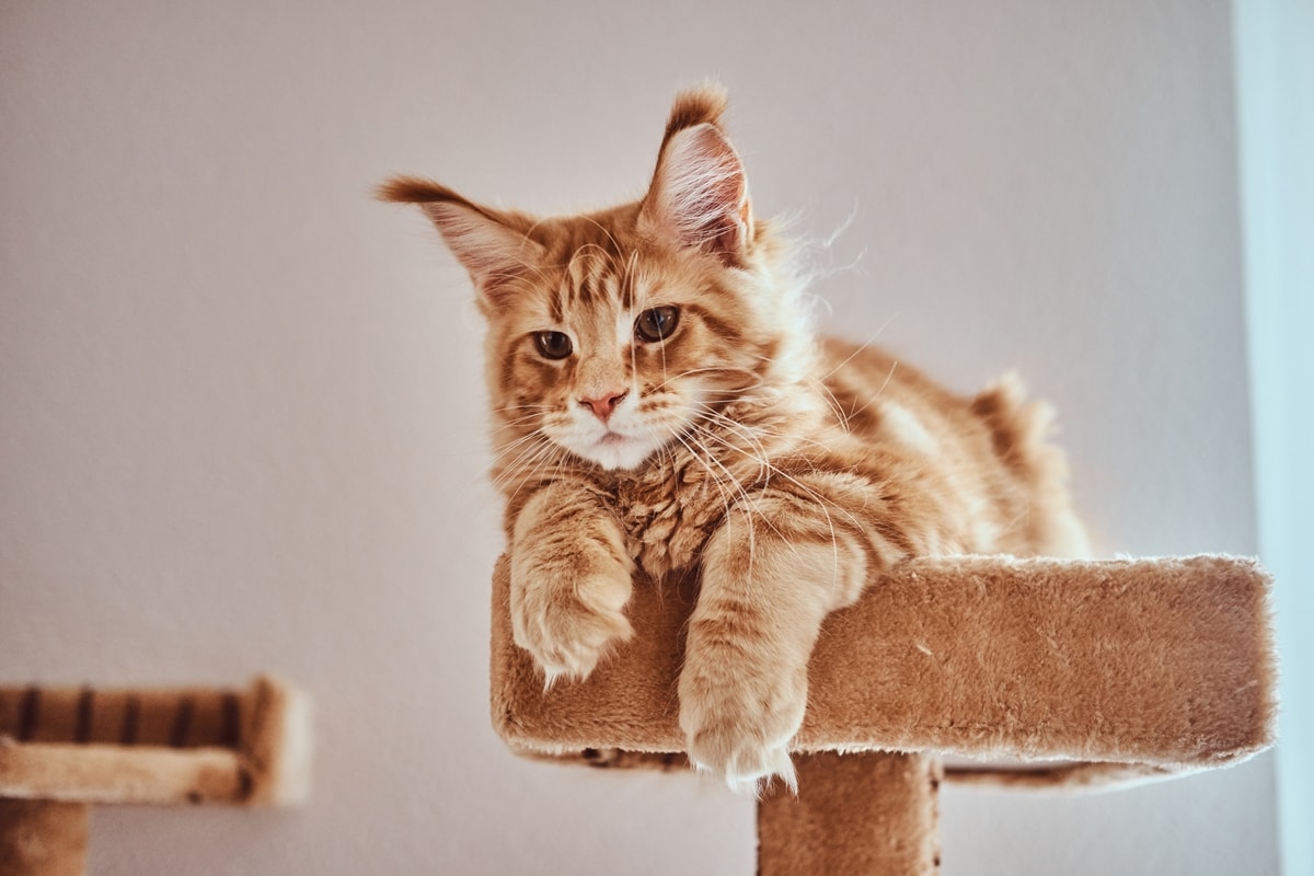 Gato "gigante": aposte em prateleiras e nichos para o bem-estar do pet