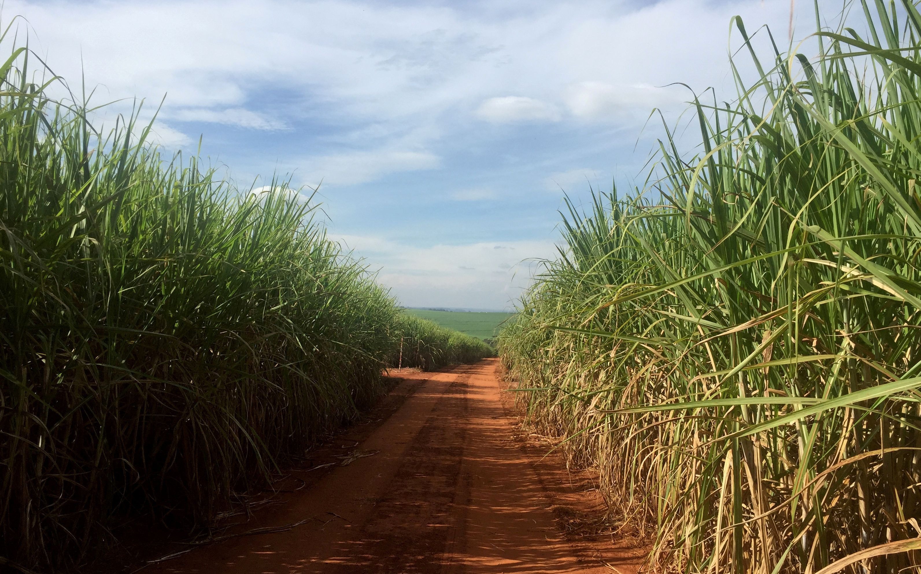 Clima e manejo impulsionam produção da uva Nebbiolo no Brasil