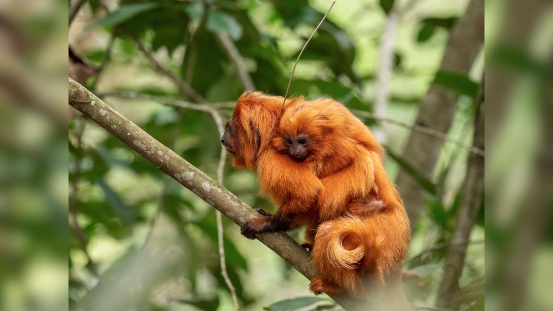 População global de animais silvestres cai mais de 70% em quase 50 anos