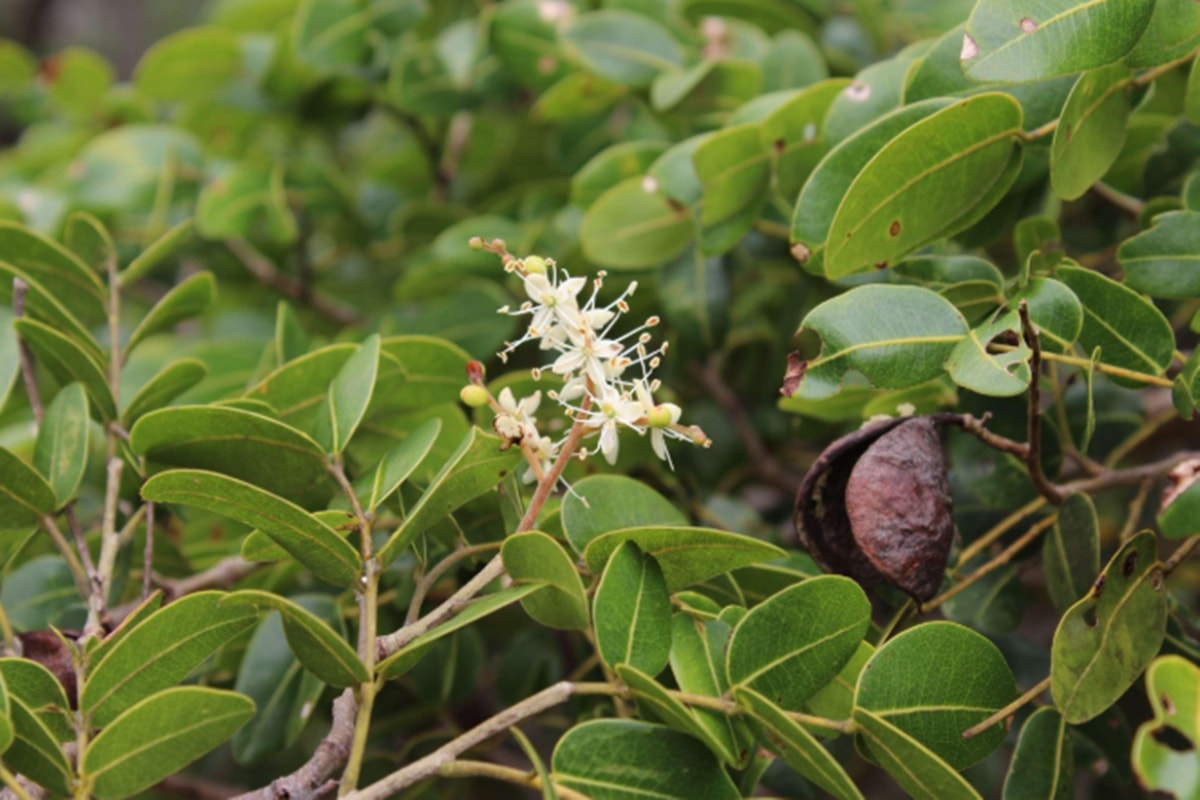 Compostos de árvore brasileira podem ajudar no combate à covid-19